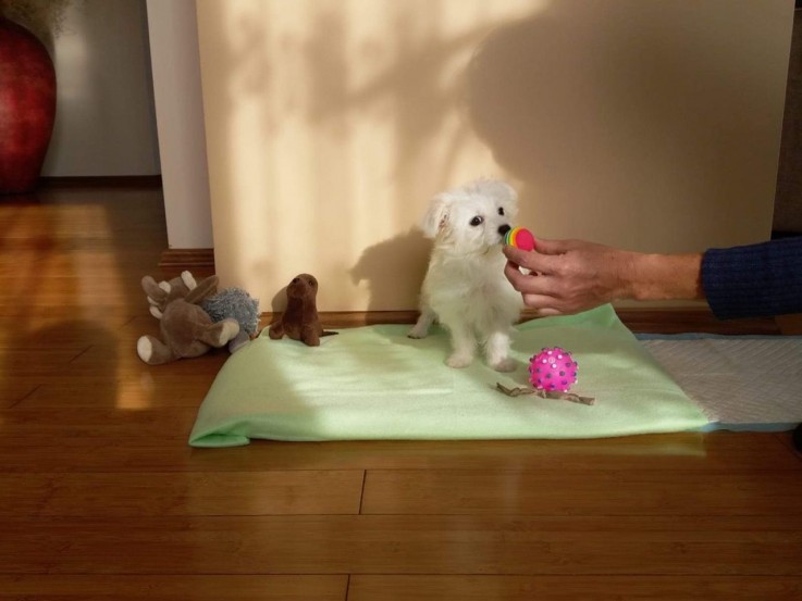 Cute Male and Female Maltese Puppies 