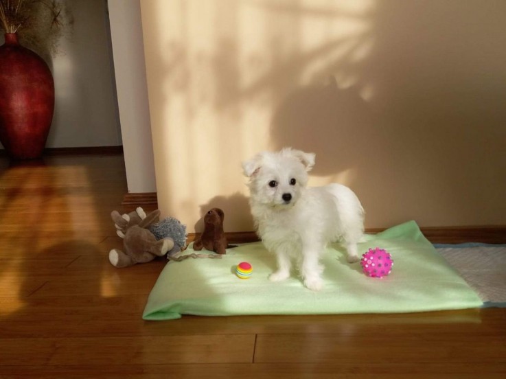 Cute Male and Female Maltese Puppies 