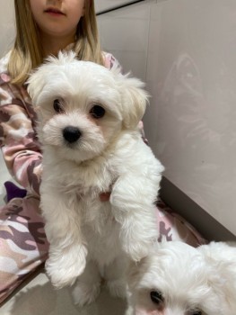 MALE AND FEMALE MALTESE PUPPIES