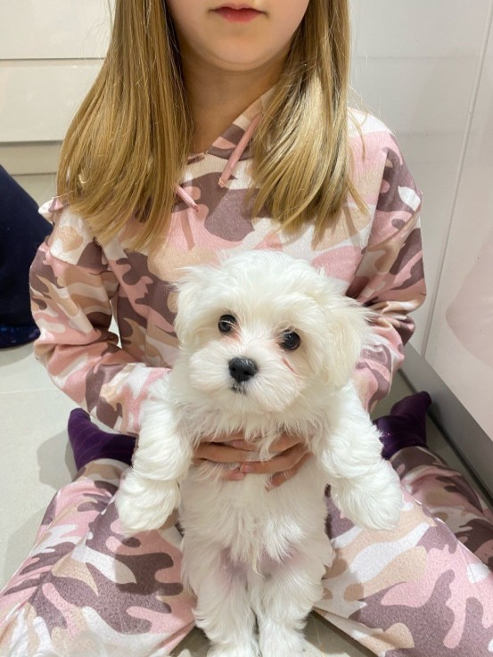 MALE AND FEMALE MALTESE PUPPIES