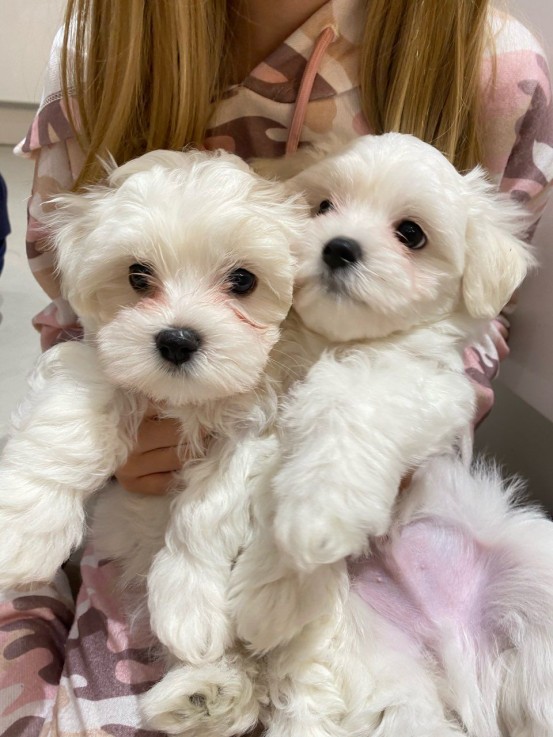 MALE AND FEMALE MALTESE PUPPIES