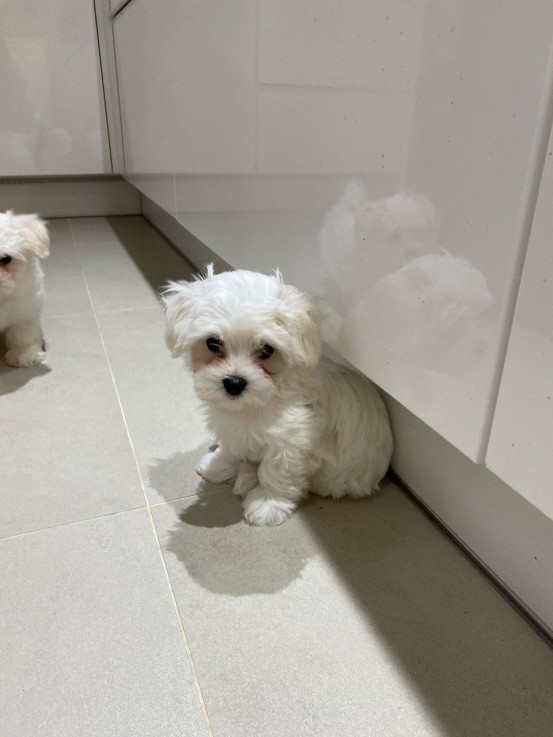 MALE AND FEMALE MALTESE PUPPIES