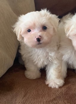 MALE AND FEMALE MALTESE PUPPIES