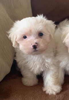 MALE AND FEMALE MALTESE PUPPIES