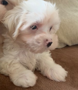 MALE AND FEMALE MALTESE PUPPIES