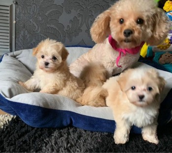 Cute Male and Female Maltese Puppies