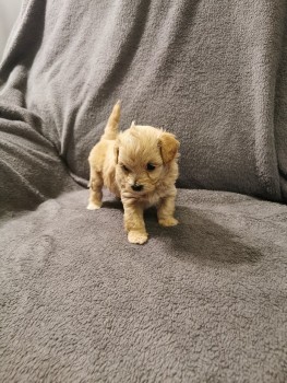 Beautiful Maltese puppies 