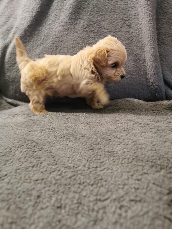 Beautiful Maltese puppies 