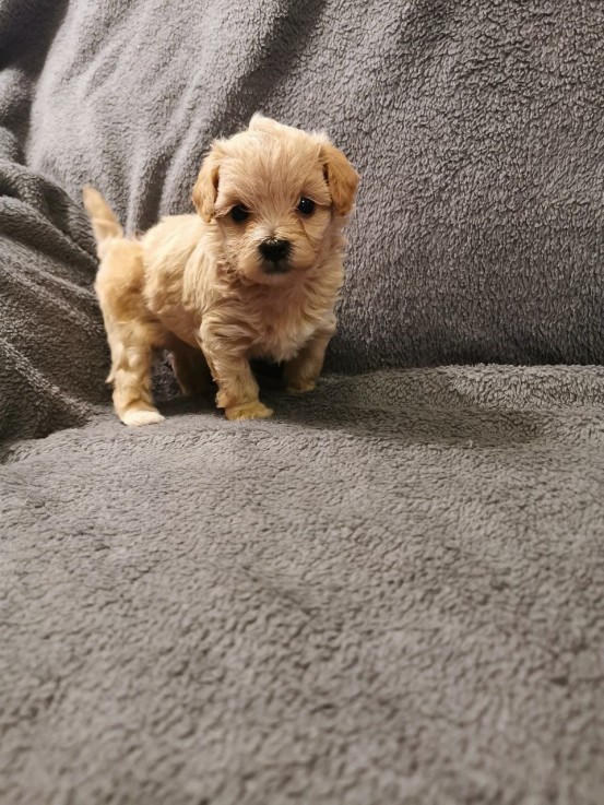 Beautiful Maltese puppies 