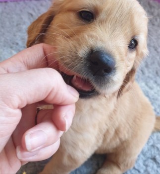 Golden Retriever ( Full Pedigree)