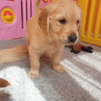 Golden Retriever ( Full Pedigree)