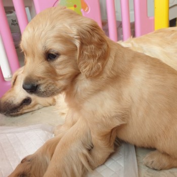 Golden Retriever ( Full Pedigree)