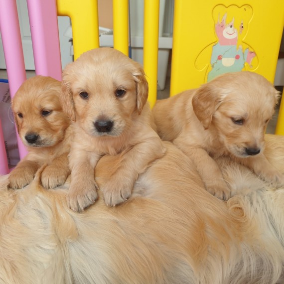 Golden Retriever ( Full Pedigree)