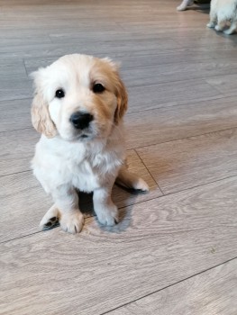 Golden Retriever Male and Female