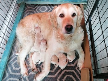 Golden Retriever Male and Female