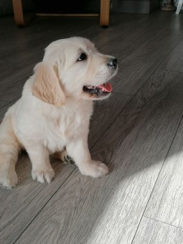 Golden Retriever Male and Female