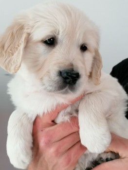 Golden Retriever Male and Female