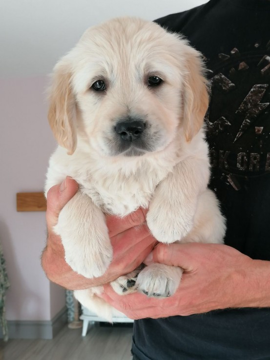 Golden Retriever Male and Female