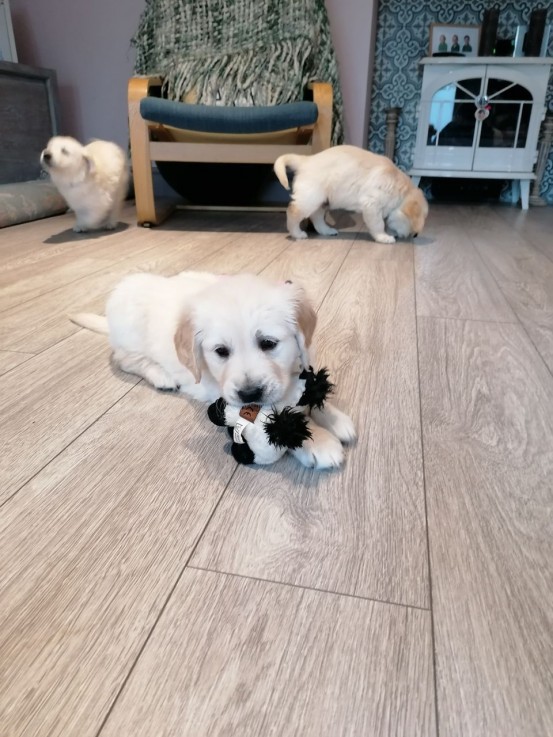 Golden Retriever Male and Female