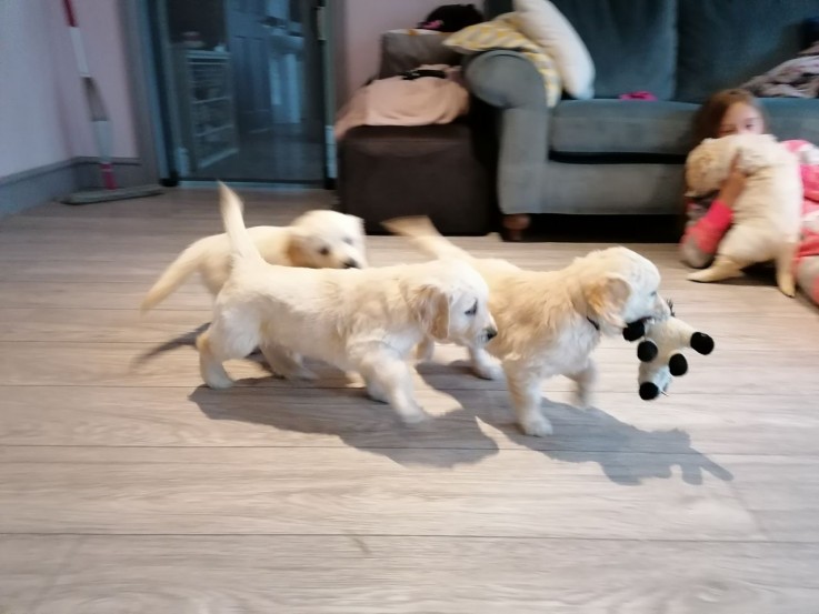 Golden Retriever Male and Female