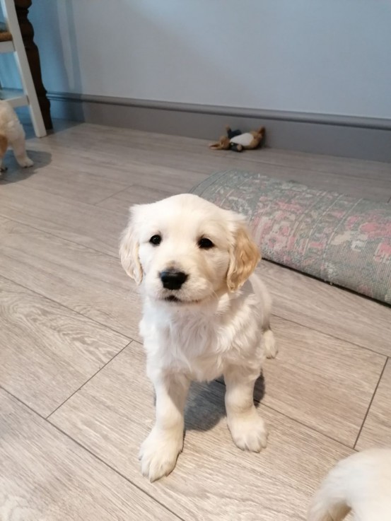 Golden Retriever Male and Female