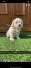 Beautiful Maltipoo Puppies