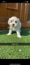 Beautiful Maltipoo Puppies