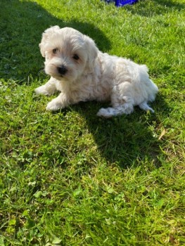 Beautiful Maltipoo Puppies