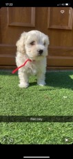 Beautiful Maltipoo Puppies