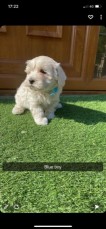 Beautiful Maltipoo Puppies