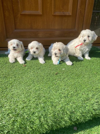 Beautiful Maltipoo Puppies