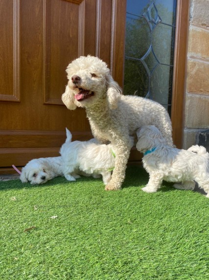 Beautiful Maltipoo Puppies