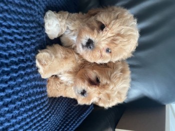 Gorgeous Teddy Bear Maltipoos