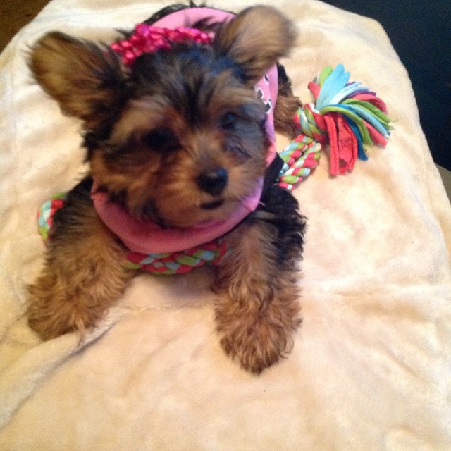 GORGEOUS MALE AND FEMALE YORKIE PUPPIES