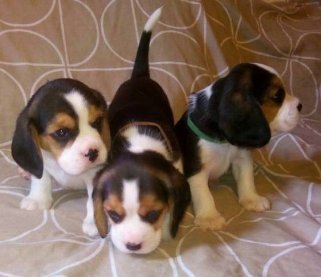 Adorable beagle puppies for rehoming 