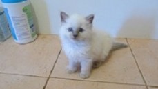 Home Raised Ragdoll Kittens