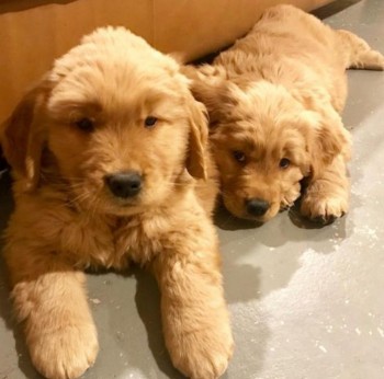 Golden Retriever Puppies for Rehoming