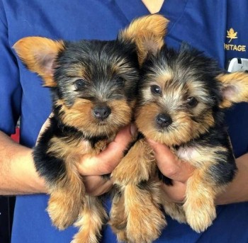 Yorkie Puppies for Rehoming