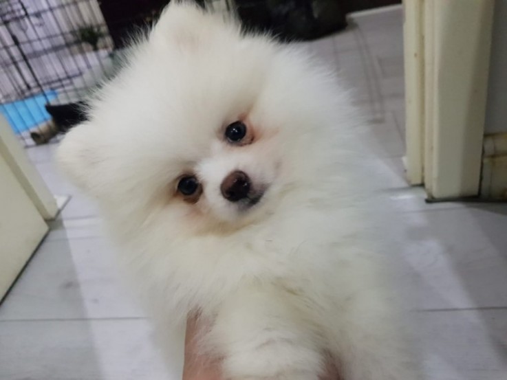 Kc Registered Pomeranian White/cream