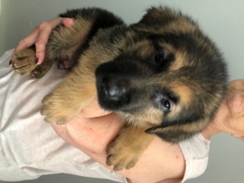 German Sheperd Pups For Sale