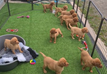 kc Reg Fox Red Labradors