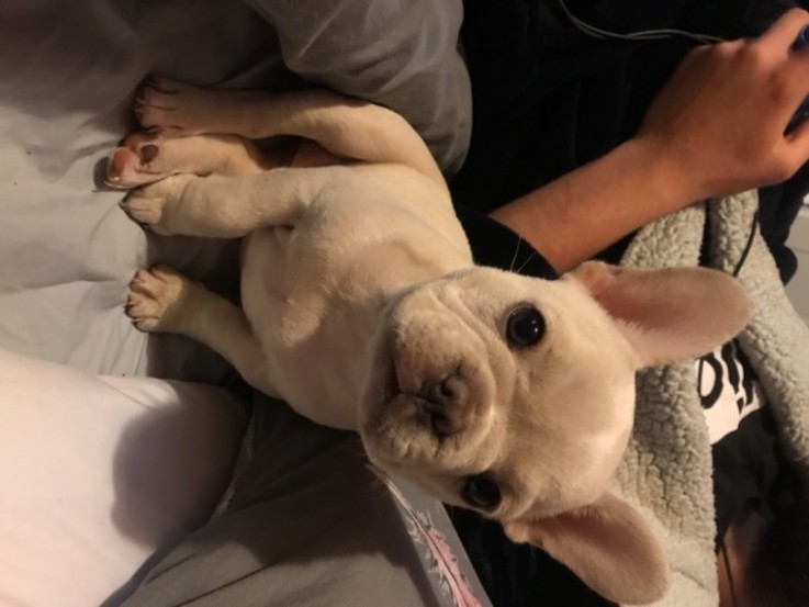 Kc Registered French Bulldog Bitch Cream