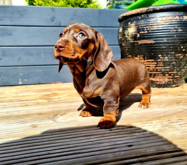 Chocolate And Tan Boys Dachshund Dog 