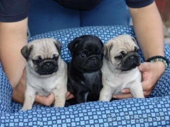 STUNNING PUG PUPPIES