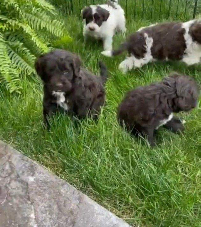 Adorable Portuguese water dogs 