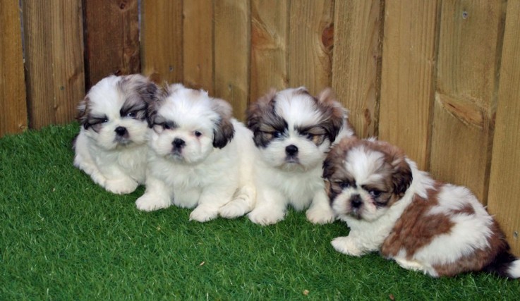 shih tzu puppies available 