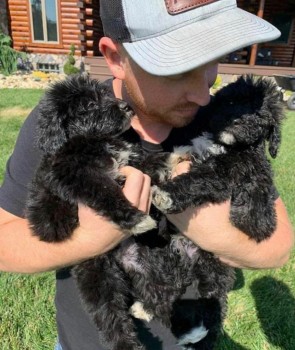 Cute Portuguese water dogs 