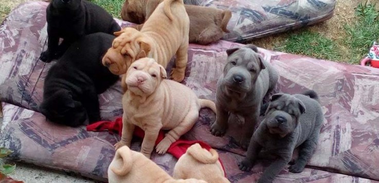 Males & Females Shar Pei Pups Available