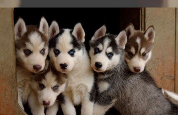 Quality Siberian Husky Puppies