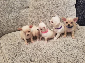 Amazing Chihuahua Puppies